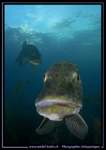 Pike Fishes... ;O)... by Michel Lonfat 
